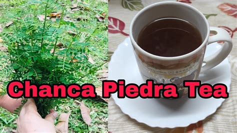 How To Cook Chanca Piedra Tea .